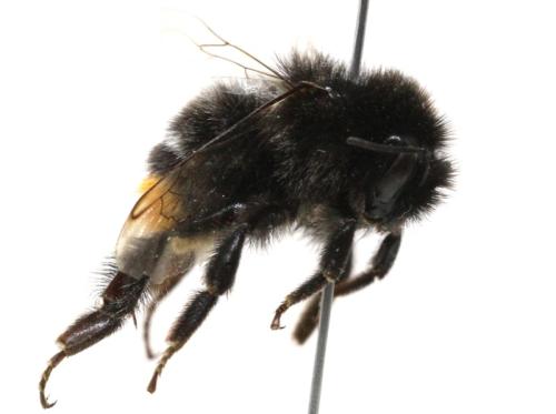 Bombus sp.